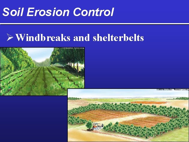 Soil Erosion Control Ø Windbreaks and shelterbelts 