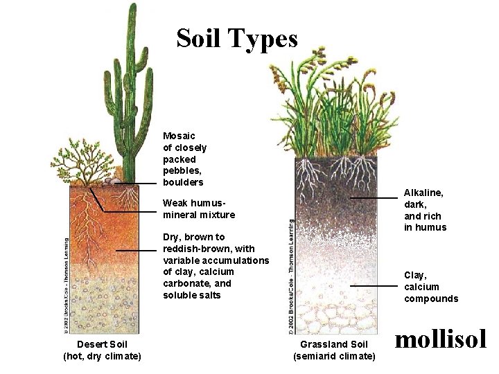 Soil Types Mosaic of closely packed pebbles, boulders Alkaline, dark, and rich in humus