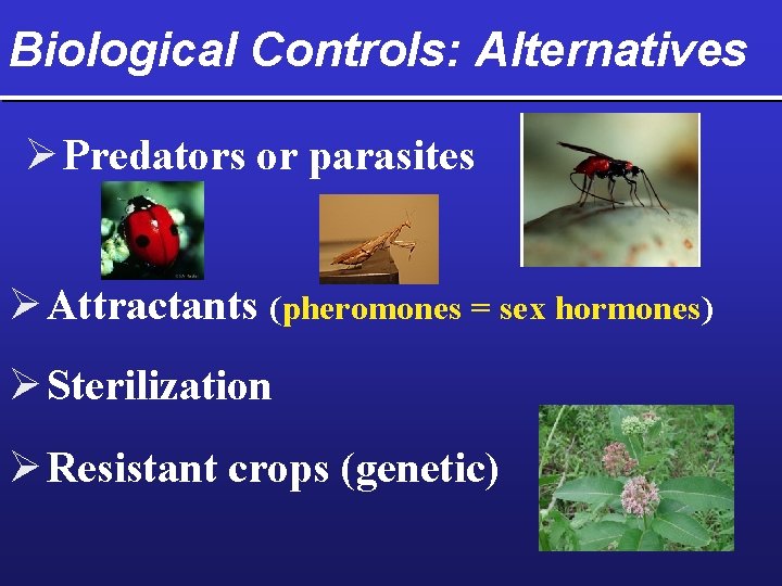 Biological Controls: Alternatives Ø Predators or parasites Ø Attractants (pheromones = sex hormones) Ø