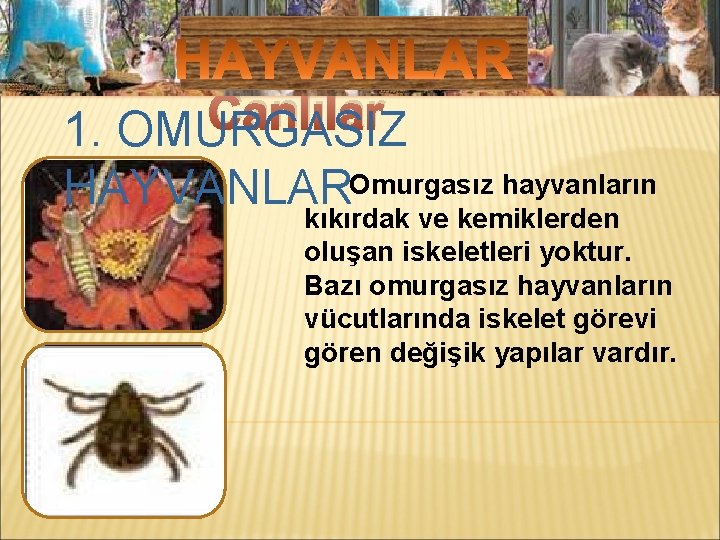 Mikroskobik Canlılar 1. OMURGASIZ HAYVANLAROmurgasız hayvanların kıkırdak ve kemiklerden oluşan iskeletleri yoktur. Bazı omurgasız