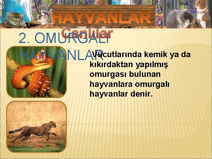 Mikroskobik Canlılar 2. OMURGALI Vücutlarında kemik ya da HAYVANLAR kıkırdaktan yapılmış omurgası bulunan hayvanlara