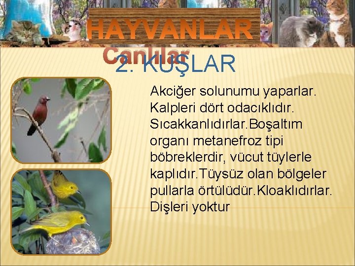 Mikroskobik Canlılar 2. KUŞLAR Akciğer solunumu yaparlar. Kalpleri dört odacıklıdır. Sıcakkanlıdırlar. Boşaltım organı metanefroz