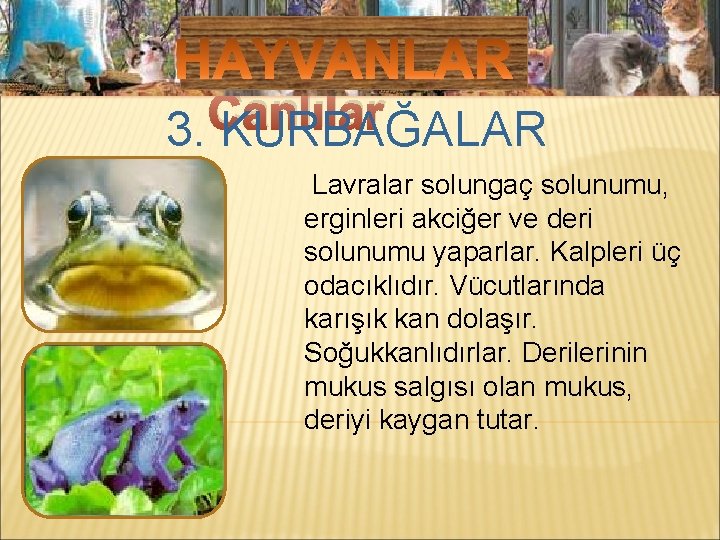 Mikroskobik Canlılar 3. KURBAĞALAR Lavralar solungaç solunumu, erginleri akciğer ve deri solunumu yaparlar. Kalpleri