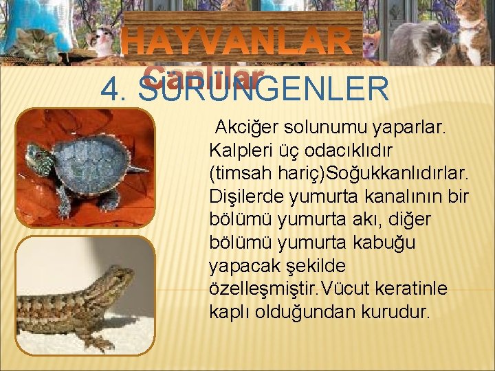 Mikroskobik Canlılar 4. SÜRÜNGENLER Akciğer solunumu yaparlar. Kalpleri üç odacıklıdır (timsah hariç)Soğukkanlıdırlar. Dişilerde yumurta