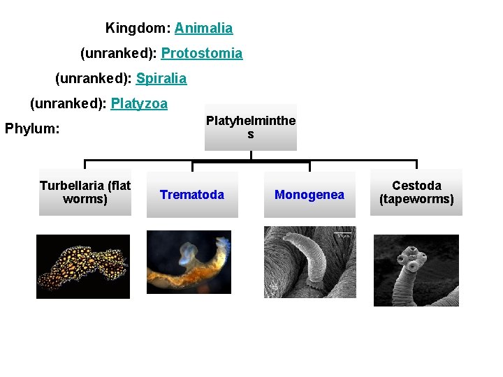 Kingdom: Animalia (unranked): Protostomia (unranked): Spiralia (unranked): Platyzoa Phylum: Turbellaria (flat worms) Platyhelminthe s