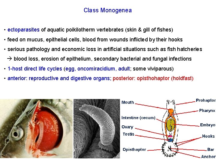 Class Monogenea • ectoparasites of aquatic poikilotherm vertebrates (skin & gill of fishes) •