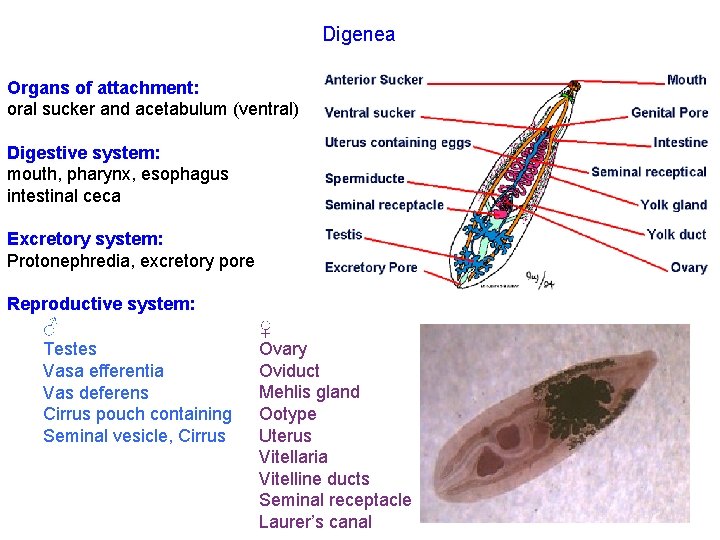 Digenea Organs of attachment: oral sucker and acetabulum (ventral) Digestive system: mouth, pharynx, esophagus