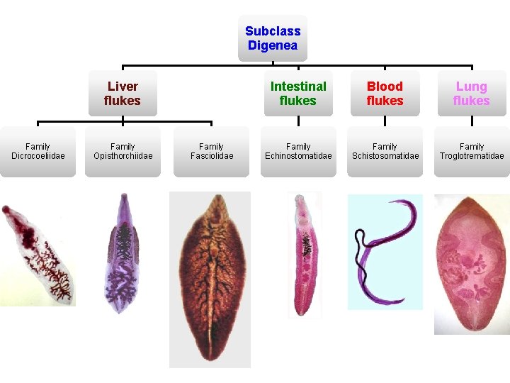 Subclass Digenea Liver flukes Family Dicrocoeliidae Family Opisthorchiidae Family Fasciolidae Intestinal flukes Blood flukes