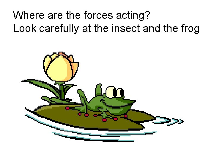 Where are the forces acting? Look carefully at the insect and the frog 