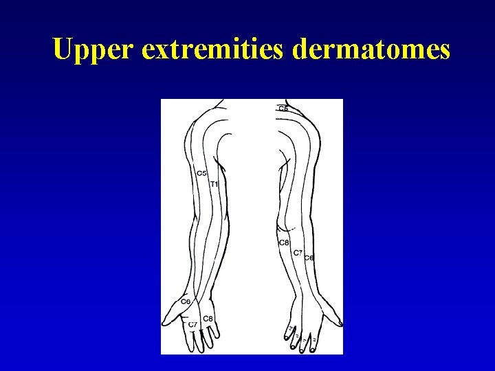 Upper extremities dermatomes 