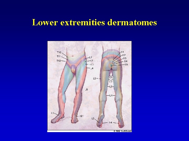 Lower extremities dermatomes 