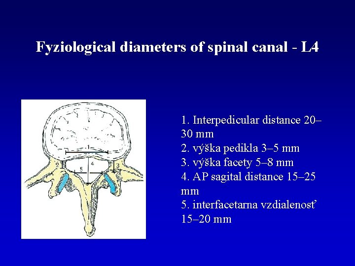 Fyziological diameters of spinal canal - L 4 1. Interpedicular distance 20– 30 mm