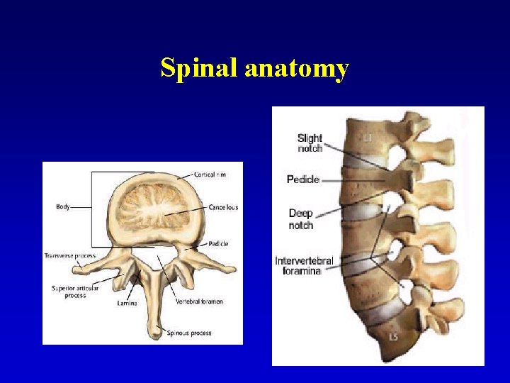 Spinal anatomy 