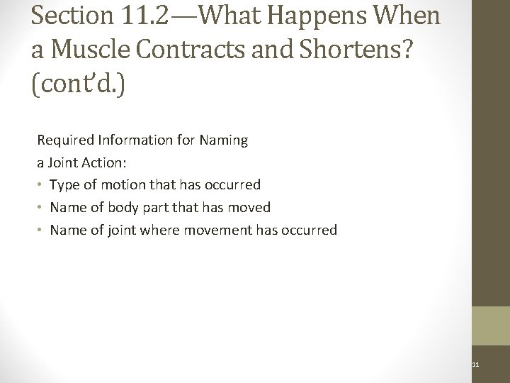 Section 11. 2—What Happens When a Muscle Contracts and Shortens? (cont’d. ) Required Information
