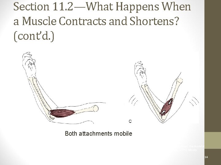 Section 11. 2—What Happens When a Muscle Contracts and Shortens? (cont’d. ) Figure 11