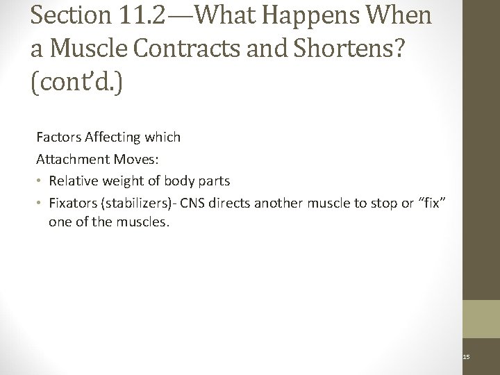 Section 11. 2—What Happens When a Muscle Contracts and Shortens? (cont’d. ) Factors Affecting