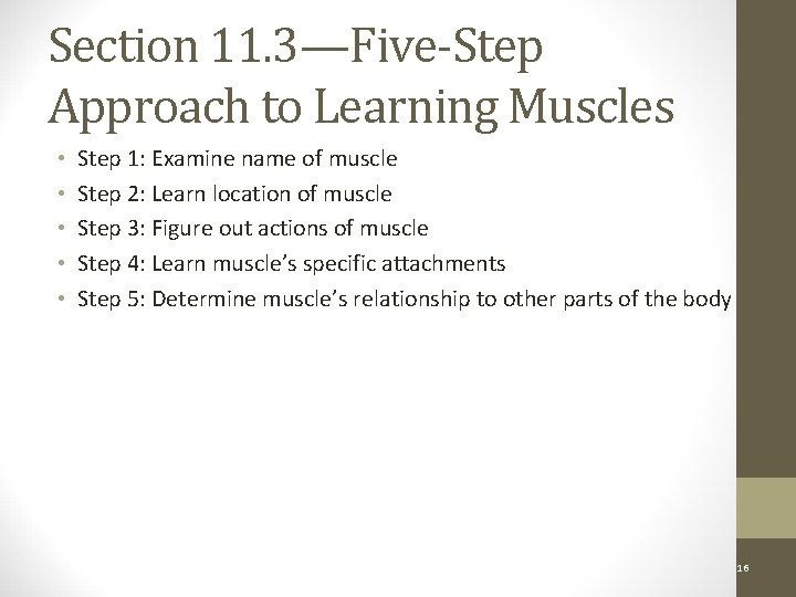 Section 11. 3—Five-Step Approach to Learning Muscles • • • Step 1: Examine name