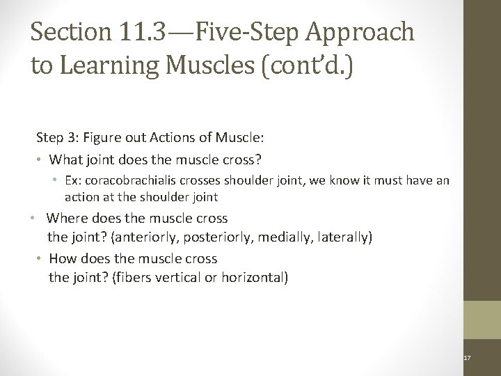 Section 11. 3—Five-Step Approach to Learning Muscles (cont’d. ) Step 3: Figure out Actions