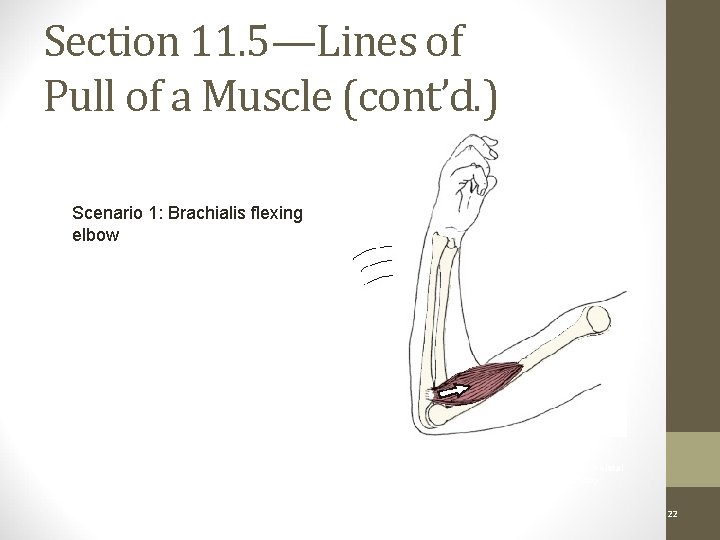 Section 11. 5—Lines of Pull of a Muscle (cont’d. ) Scenario 1: Brachialis flexing