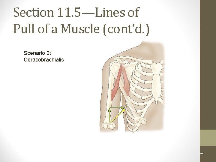 Section 11. 5—Lines of Pull of a Muscle (cont’d. ) Scenario 2: Coracobrachialis Scenario