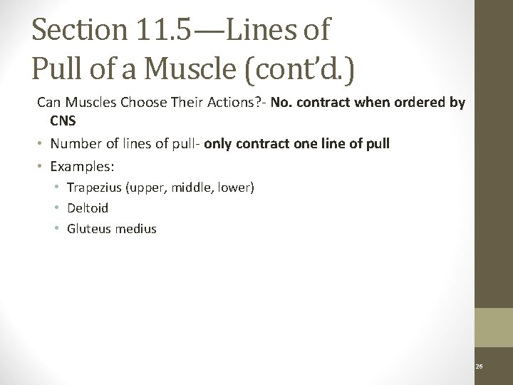 Section 11. 5—Lines of Pull of a Muscle (cont’d. ) Can Muscles Choose Their