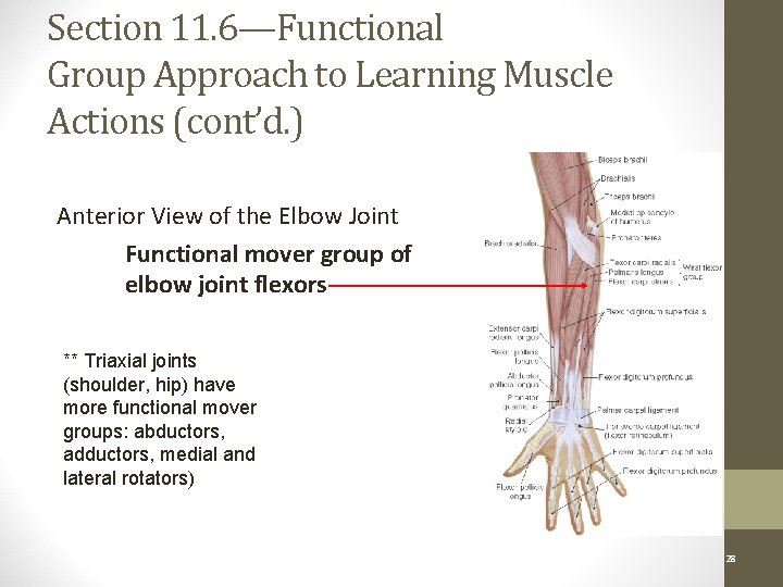 Section 11. 6—Functional Group Approach to Learning Muscle Actions (cont’d. ) Anterior View of