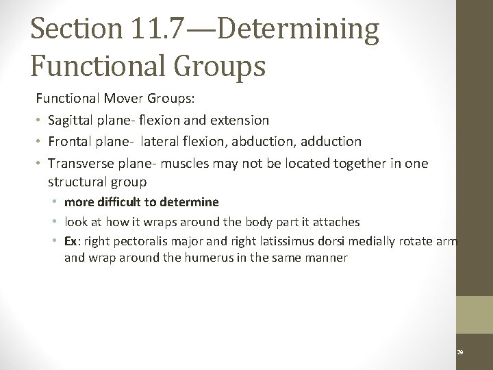 Section 11. 7—Determining Functional Groups Functional Mover Groups: • Sagittal plane- flexion and extension