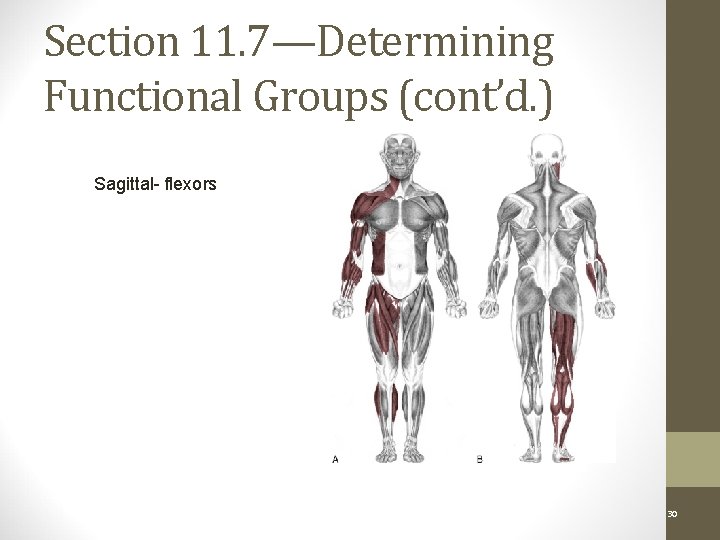 Section 11. 7—Determining Functional Groups (cont’d. ) Sagittal Plane: Sagittal- flexors Figure 11 -11
