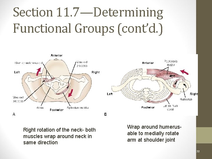Section 11. 7—Determining Functional Groups (cont’d. ) Transverse Plane: Figure 11 -13 Right rotation