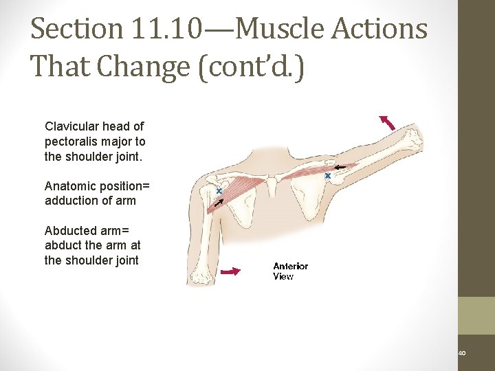 Section 11. 10—Muscle Actions That Change (cont’d. ) Example 1: Clavicular head of pectoralis
