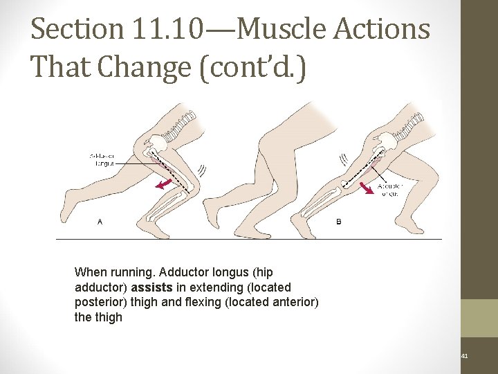 Section 11. 10—Muscle Actions That Change (cont’d. ) Example 2: When running. Adductor longus