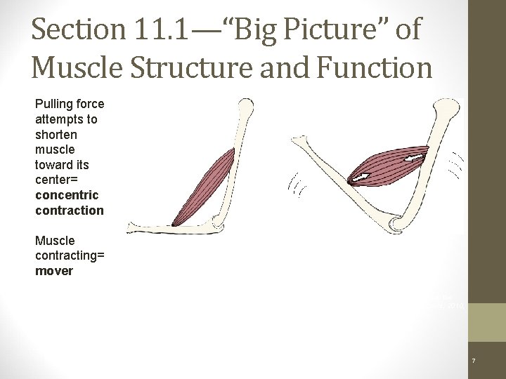 Section 11. 1—“Big Picture” of Muscle Structure and Function Pulling force attempts to shorten