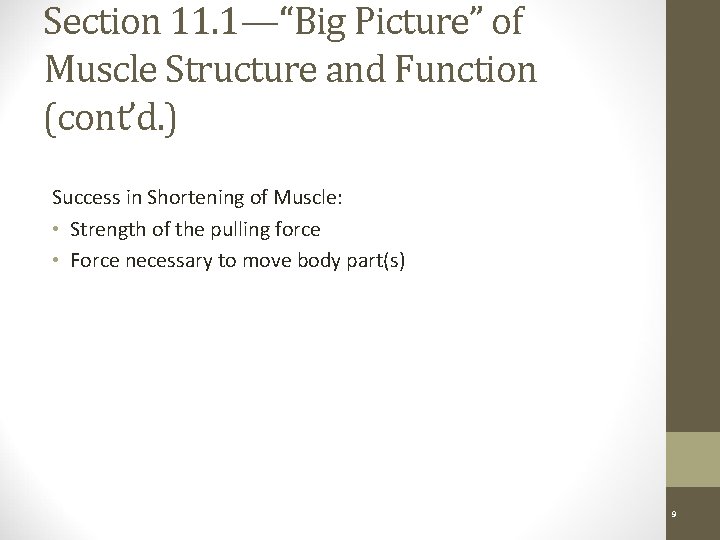 Section 11. 1—“Big Picture” of Muscle Structure and Function (cont’d. ) Success in Shortening