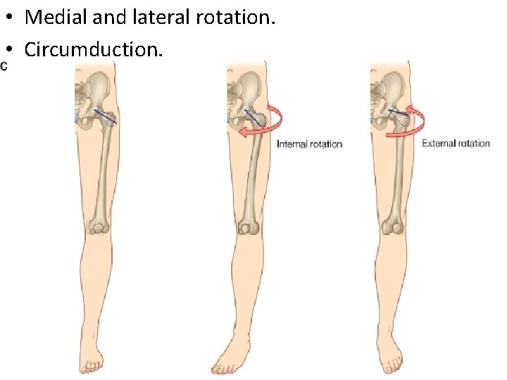  • Medial and lateral rotation. • Circumduction. 