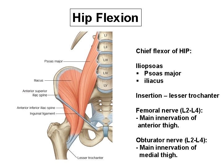 Hip Flexion Chief flexor of HIP: Iliopsoas § Psoas major § iliacus Insertion –