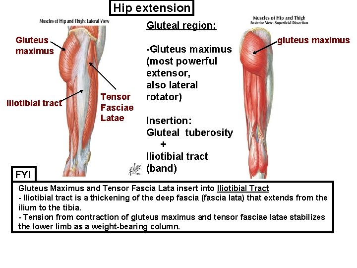 Hip extension Gluteal region: Gluteus maximus iliotibial tract FYI Tensor Fasciae Latae -Gluteus maximus