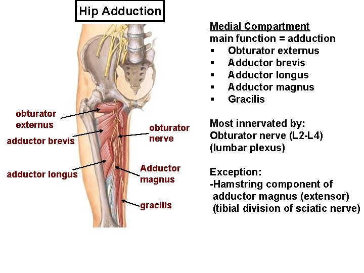 Hip Adduction Medial Compartment main function = adduction § Obturator externus § Adductor brevis