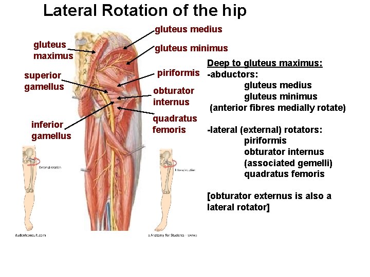 Lateral Rotation of the hip gluteus medius gluteus maximus superior gamellus inferior gamellus gluteus