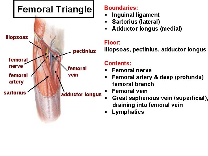 Femoral Triangle iliopsoas pectinius femoral nerve femoral artery sartorius Boundaries: § Inguinal ligament §
