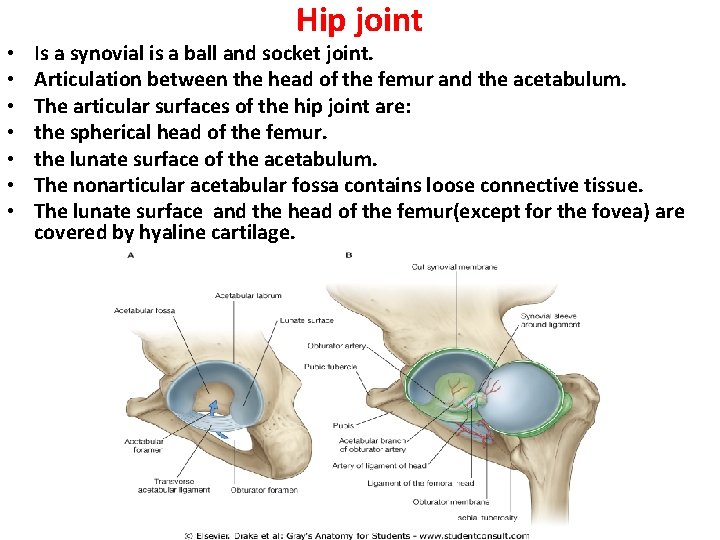  • • Hip joint Is a synovial is a ball and socket joint.