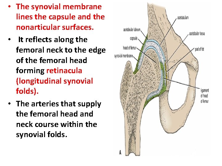  • The synovial membrane lines the capsule and the nonarticular surfaces. • It