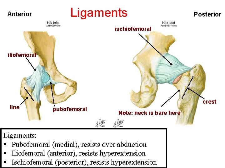 Objectives Know the type and formation of hip