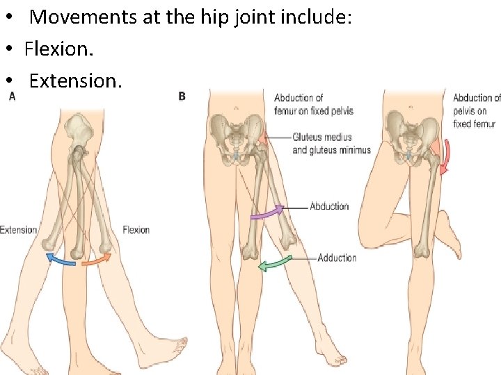  • Movements at the hip joint include: • Flexion. • Extension, 