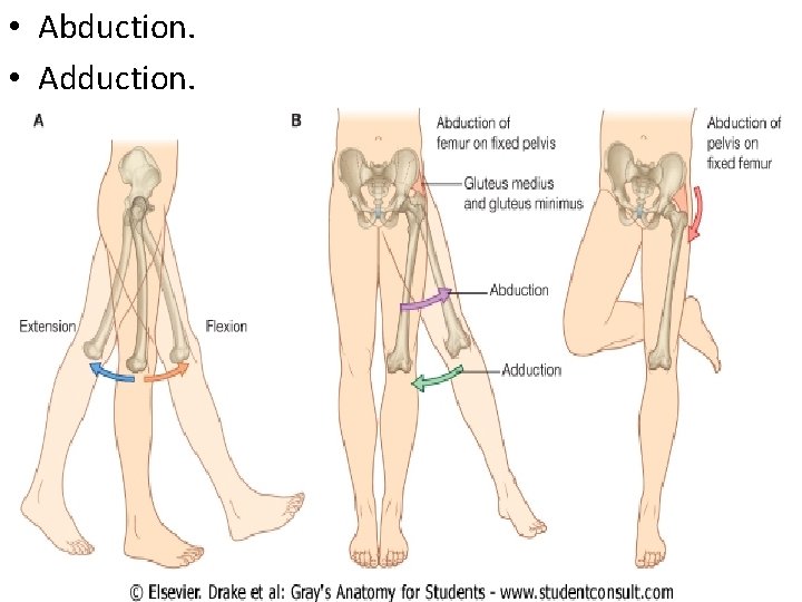  • Abduction. • Adduction. 