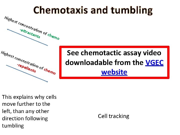 High Chemotaxis and tumbling est c onc en -att tration ract ant of che