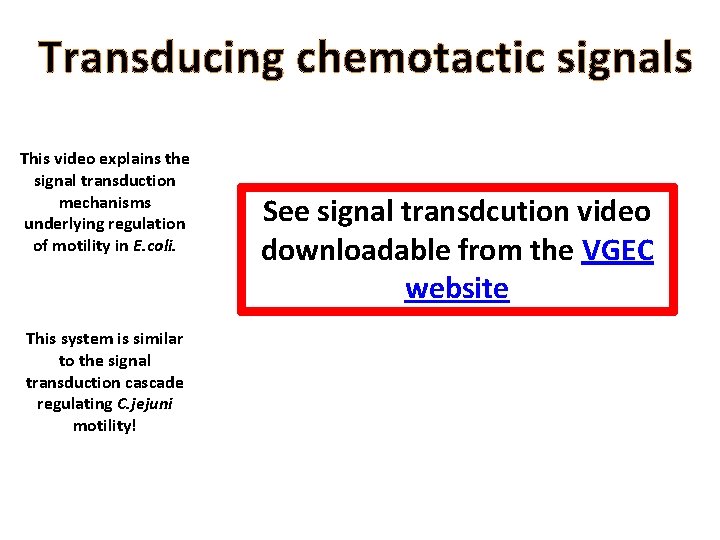 Transducing chemotactic signals This video explains the signal transduction mechanisms underlying regulation of motility