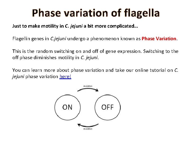 Phase variation of flagella Just to make motility in C. jejuni a bit more