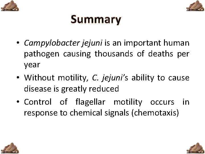 Summary • Campylobacter jejuni is an important human pathogen causing thousands of deaths per