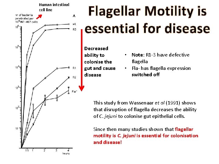 Human intestinal cell line Flagellar Motility is essential for disease Decreased ability to colonise