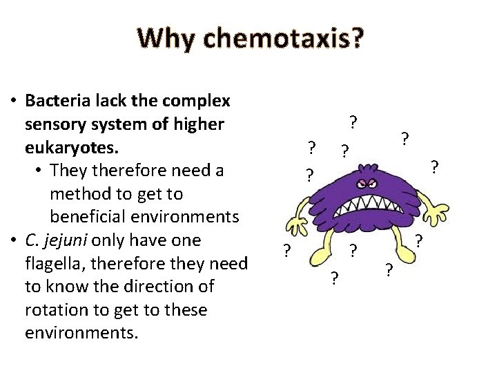 Why chemotaxis? • Bacteria lack the complex sensory system of higher eukaryotes. • They